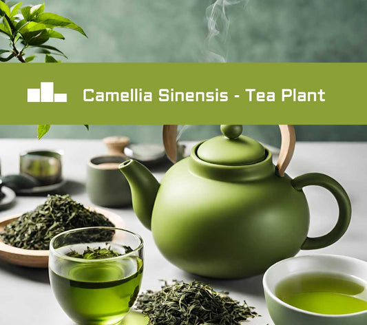 Camellia Sinensis A Journey through Tea Culture and Health Benefits