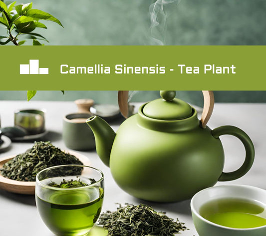 Camellia Sinensis benefits