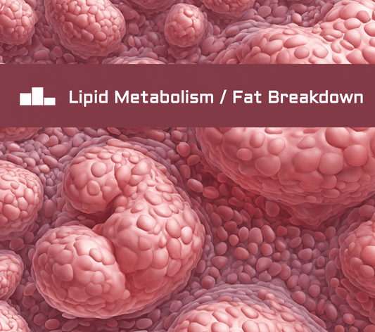 Fat breakdown_Lipid metabolism