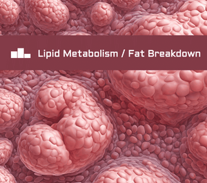Unlocking the Secrets of Fat Breakdown: Exploring Lipid Metabolism Basics
