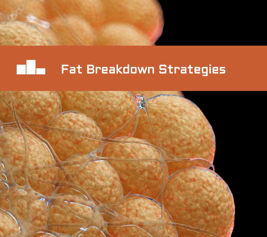 Fat Breakdown: A Key to Weight Management